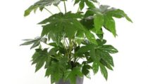 Zimmeraralie Fatsia japonica