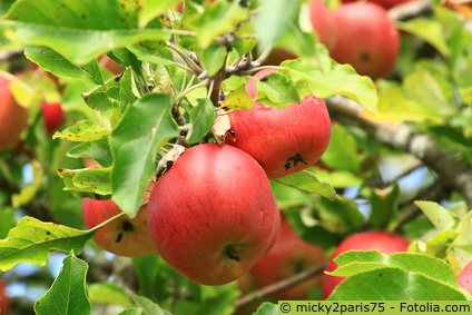 Äpfel Apfelbaum