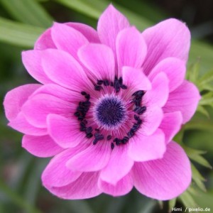 Rosa Anemone