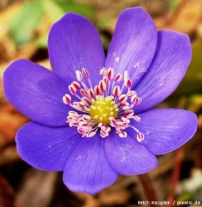 Anemone Windröschen