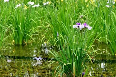 Asiatische Sumpf-Schwertlilie Iris laevigata