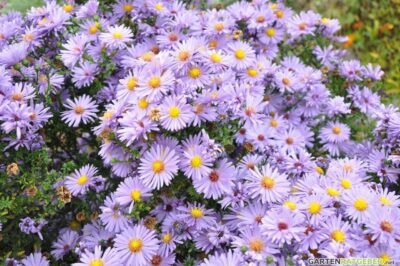 Aster