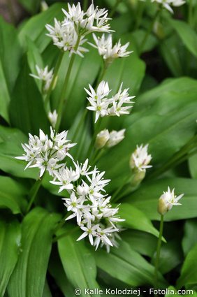 Bärlauch oder Waldknoblauch im Garten