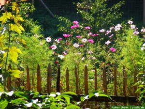 Bauerngarten Zaun