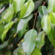 Birkenfeige Ficus Benjamini Zimmerpflanze