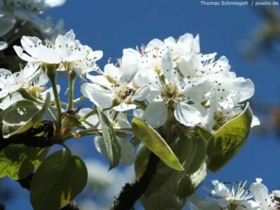 Birnbaumblüte