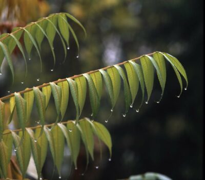 Essigbaum Rhus typhina