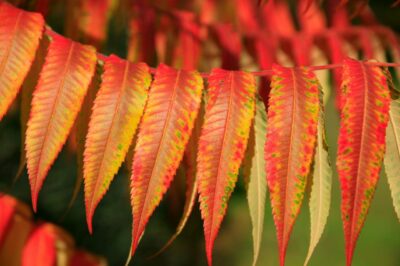 Blätter rot Essigbaum Rhus typhina