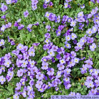 Blaukissen im Garten