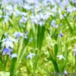 Blau blühende Pflanzen und Blumen