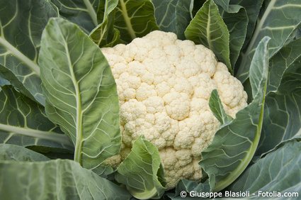 blumenkohl-pflanze Blumenkohl
