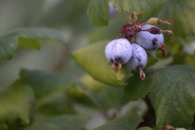 Blutjohannisbeere Zierjohannisbeere Frucht