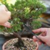 Bonsai schneien