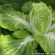 Chinakohl im Garten