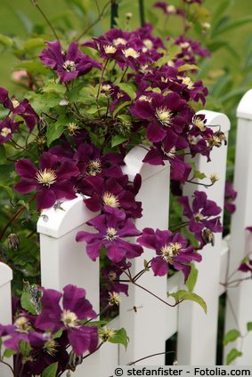 Clematis Gartenzaun