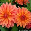Dahlien
