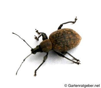 Dickmaulrüssler Dickmaulrüssler