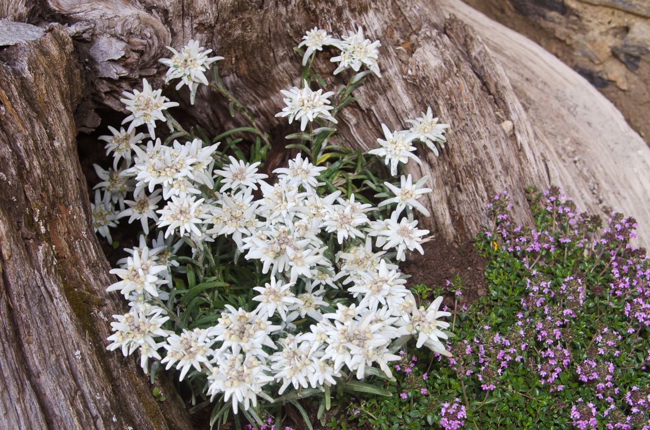 Edelweiß (Leontopodium alpinum) › Pflege: Pflanzen, Düngen