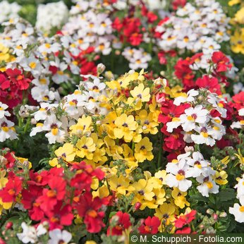 Elfenspiegel Nemesia strumosa