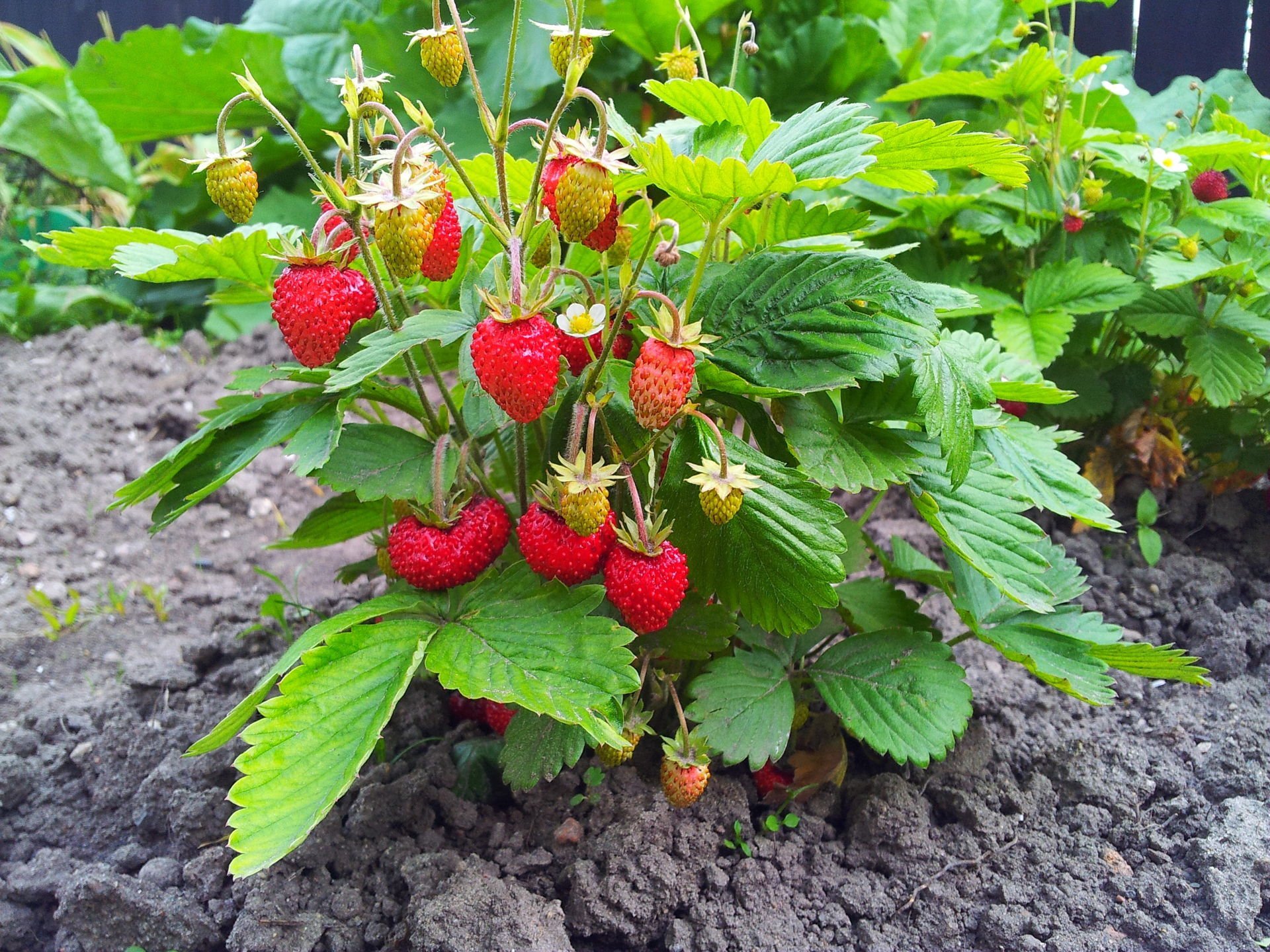 Pflege von Erdbeeren, von der Pflanzung übers Düngen bis zur Ernte