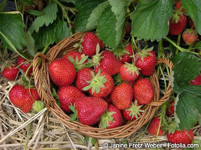 Erdbeeren Ernte