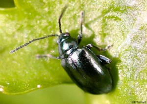 Erdfloh im Garten Erdfloh im Garten