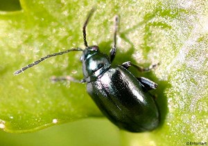 Erdfloh im Garten