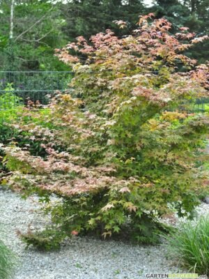 Fächerahorn Acer palmatum