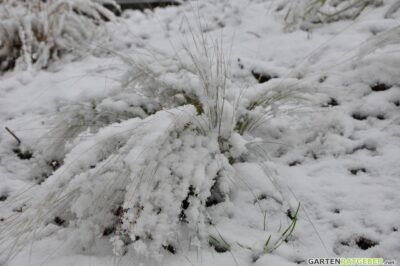 Federgras Winter Schnee