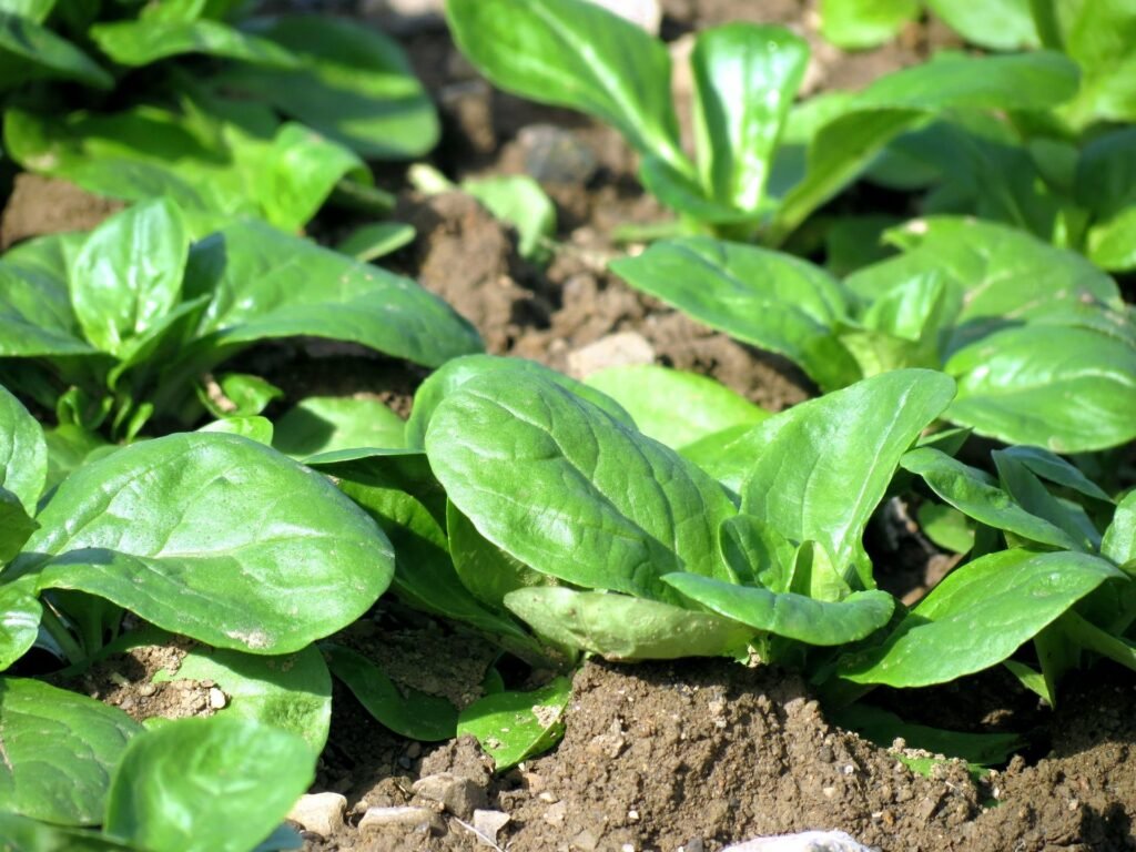 Feldsalat Valerianella