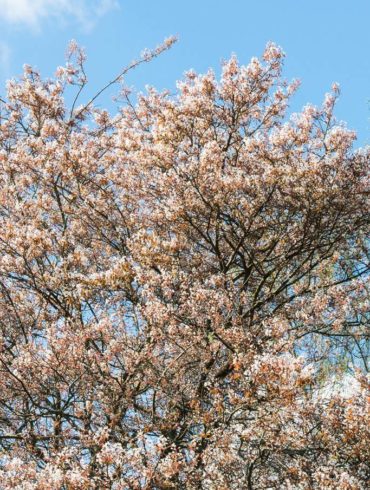 Felsenbirne Baum Blüte