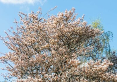 Felsenbirne Baum Blüte