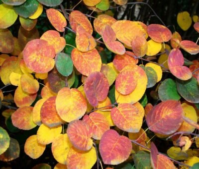 Felsenbirne Blätter Herbst