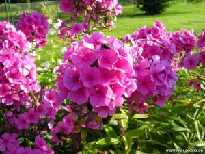 Flammenblume Phlox Flammenblume Phlox