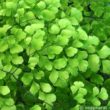 Frauenhaarfarn Adiantum capillus veneris