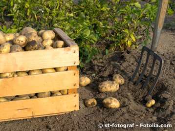 Kartoffeln und Frühkartoffeln