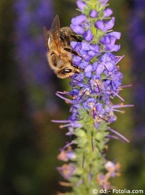 Garten Ehrenpreis Veronica Longifolia