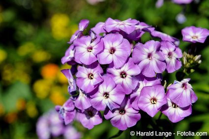 Garten-Phlox