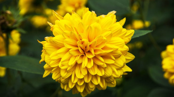 Gefüllte Sonnenblume Helianthus decapetalus