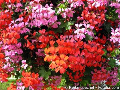 Geranien oder Pelargonien