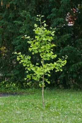 Ginkgo Junger Baum