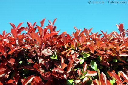 Glanzmispel Photinia Glanzmispel Photinia