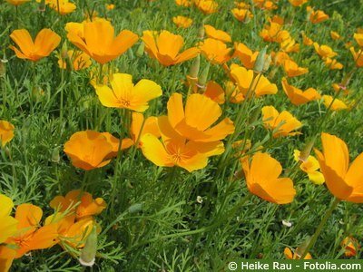 Goldmohn Wiese Goldmohn Wiese
