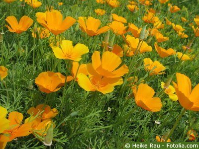 Goldmohn Wiese