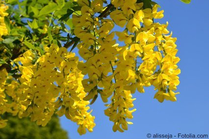 Goldregen Laburnum