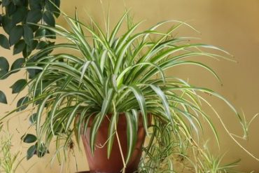 Grünlilie Chlorophytum comosum