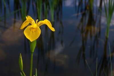 Heimische Sumpf-Schwertlilie Iris pseudacorus