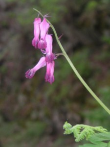 Herzblume Herzblume