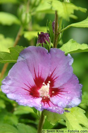 Hibiskus