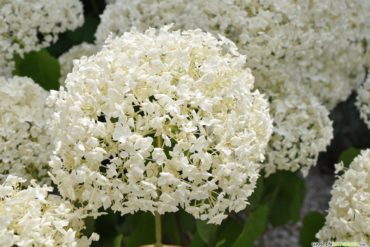 Hortensie Annabelle